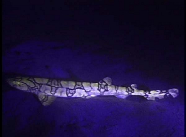 /dateien/33891,1296559649,expl0441 noaa s