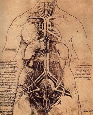 /dateien/56290,1299707701,anatomia-femenina