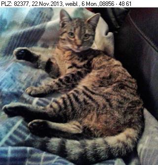 /dateien/59854,1385410868,katze3    20131124 320