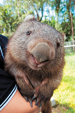 /dateien/67690,1303238101,wombat-ways