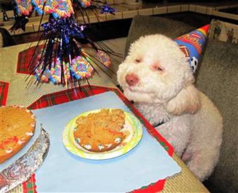 /dateien/69983,1296424668,smiling dog hmedium
