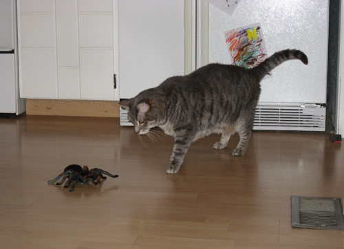 /dateien/gw37059,1234715411,Flicker-vs-spider