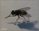 /dateien/gw49431,1235885635,fliege