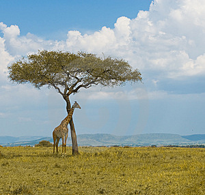 /dateien/gw60966,1272464295,giraffeundeinbaumthumb6