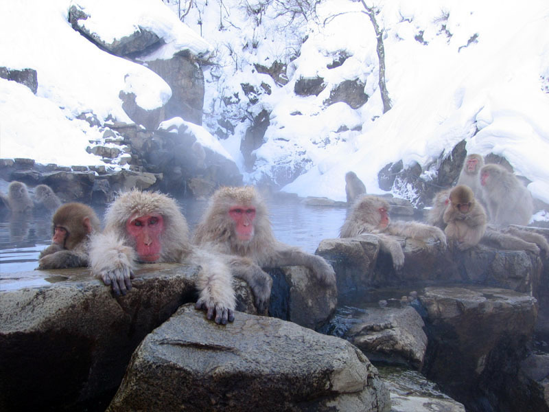 /dateien/it61700,1270241890,Jigokudani hotspring in Nagano Japan 001