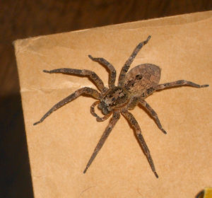 /dateien/mg28718,1180861659,Zoropsis spinimana
