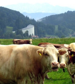 /dateien/mg33471,1244014418,1244a14697ebde8552f8ff34f6ed24fe