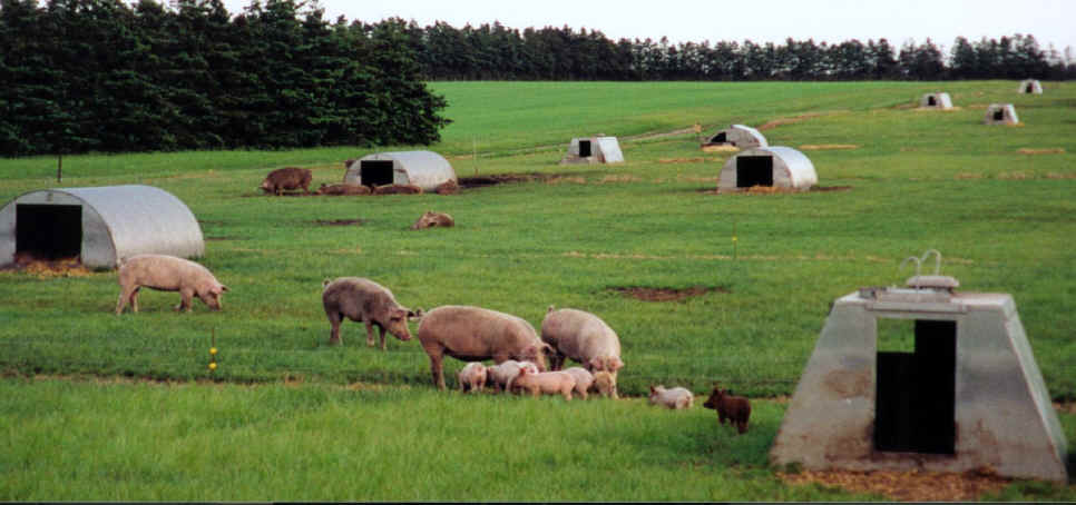 /dateien/mg33471,1244014447,freilandschweine