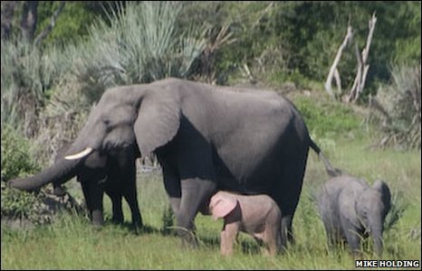 /dateien/mg33471,1244150294, 45581600 pinkelephant(1of3)