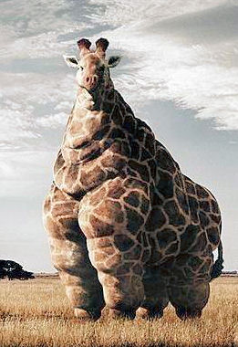 /dateien/mg34464,1205530701,fat giraffe