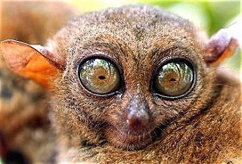 /dateien/mg34464,1230909901,329-TARSIER kobold-maki ap