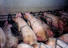/dateien/mg38896,1189888695,schweinemast