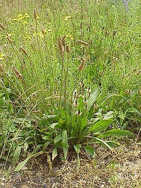 /dateien/mg59985,1264579609,280px-Plantago lanceolata plant