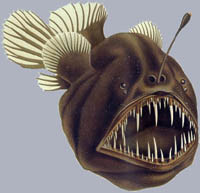 /dateien/mt21873,1139302622,200px-Melanocetes-johnsoni