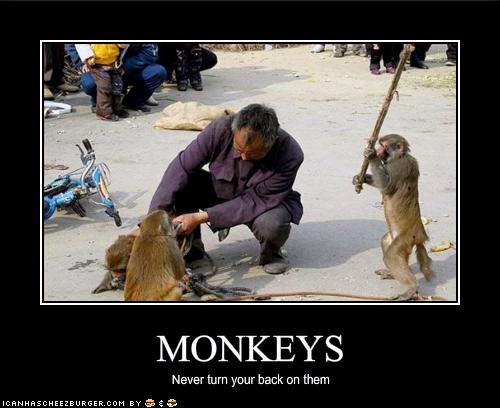 /dateien/mt25921,1231437282,a1monkey
