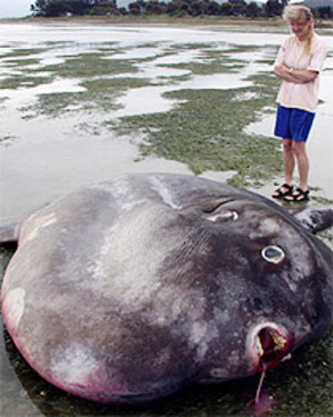 /dateien/mt25921,1241292498,giant sunfish