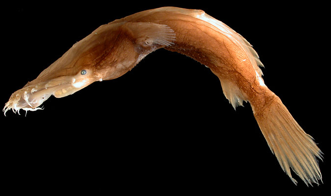 /dateien/mt33891,1214646017,Thaumatichthys binghami.400a