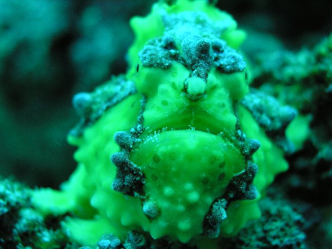/dateien/mt33891,1214650145,frogfish