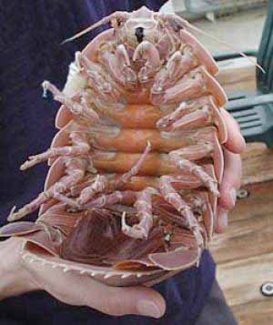 /dateien/mt33891,1216491597,isopod01