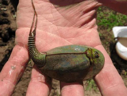 /dateien/mt33891,1217861546,Triops numidicus pic