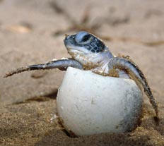 /dateien/mt33891,1219754589,lederschildkroete 232x207