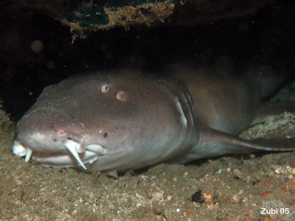 /dateien/mt33891,1219758138,Nebrius-ferrugineus2