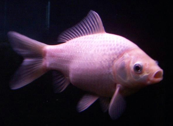 /dateien/mt33891,1228417310,Carassius auratus