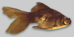 /dateien/mt33891,1228417310,carassius auratus teleskop