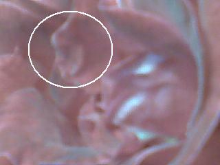 /dateien/mt47801,1227618480,Bild087 umrandet