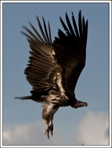 /dateien/mt60452,1266061935,Afrika-mcfly37-Geier-NICHT-Pleitegeier-Schwarz-Animal-510x510