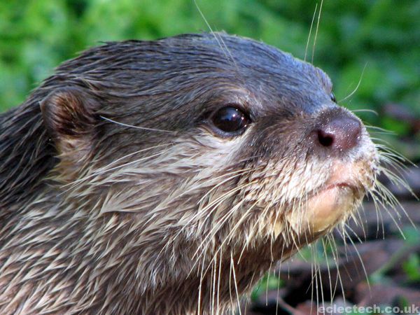 /dateien/mt63001,1274965153,2006-09-15-otter1