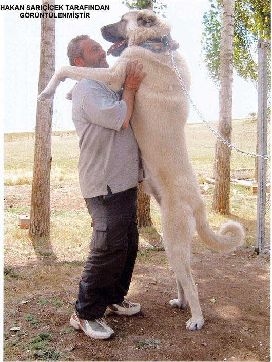 /dateien/mt69934,1295735236,kangal14