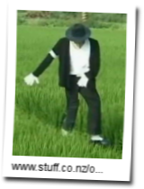 /dateien/np62551,1286479778,Michael-Jackson-Vogelscheuche-erschreckt-Voegel-in-Taiwan 853267