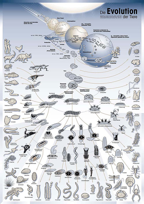/dateien/rs3448,1266346738,Poster Evolution 3Auf 500