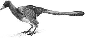 /dateien/rs3448,1270192456,280px-Archaeopteryx Spindler2005s