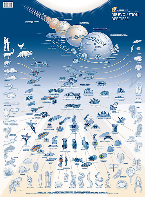 /dateien/rs3448,1272293725,Poster Evolution 500