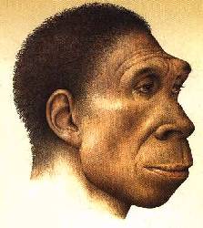 /dateien/rs3448,1272304525,Homo002