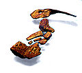 /dateien/rs3448,1274478244,120px-Tiktaalik limb