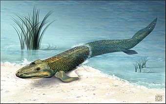 /dateien/rs3448,1274478244,340px-Tiktaalik roseae life restor