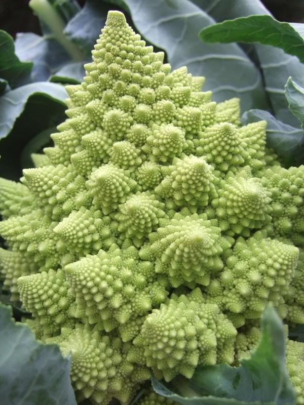 /dateien/rs69311,1294179868,5lzsST 26117 romanesco