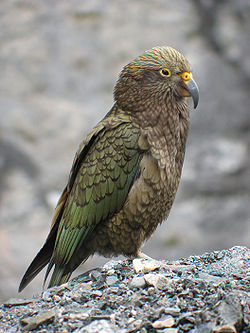 /dateien/tp60801,1279327828,250px-Kea filtered