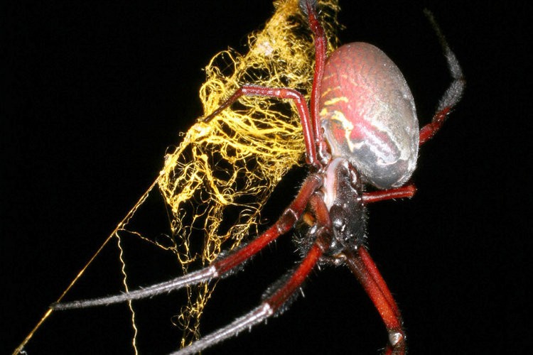 /dateien/tp65547,1285801611,spinne big DW Wisse 938639z