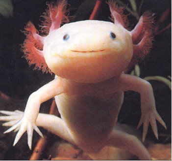 /dateien/tp68174,1290877631,axolotl