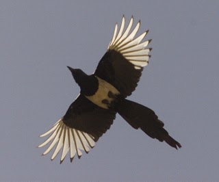 /dateien/uf56054,1251205898,Magpie-1