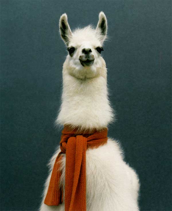 /dateien/uh28902,1155230688,lama
