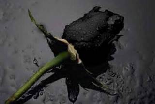 /dateien/uh28902,1155307639,blackrose6qa