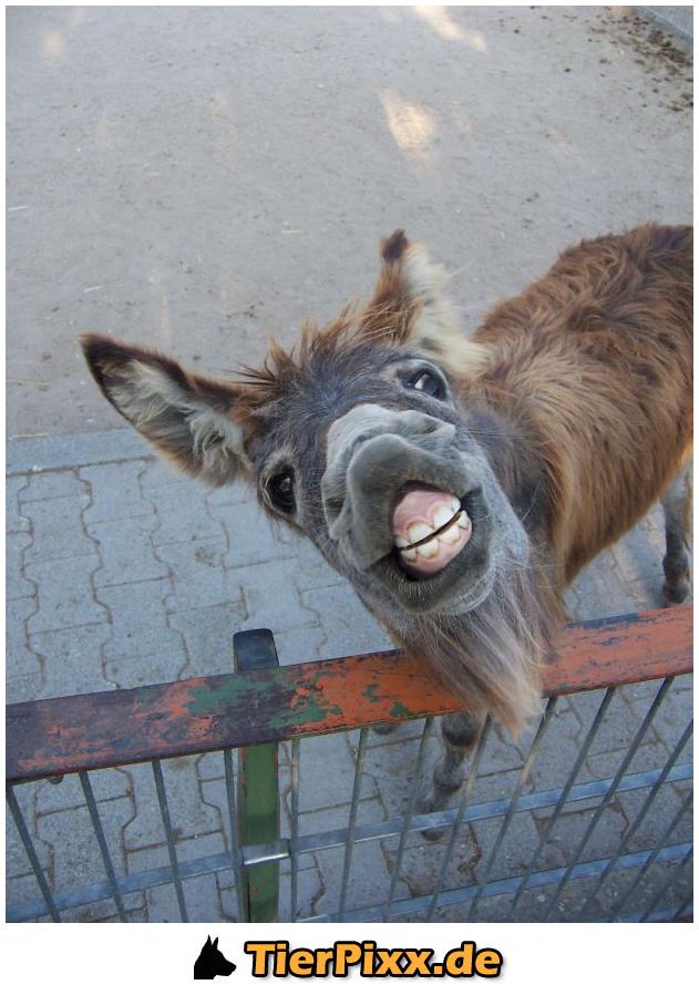 /dateien/uh28902,1155309630,tierpixx laecheln