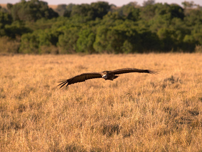 /dateien/uh28902,1158307770,m 021-vulture