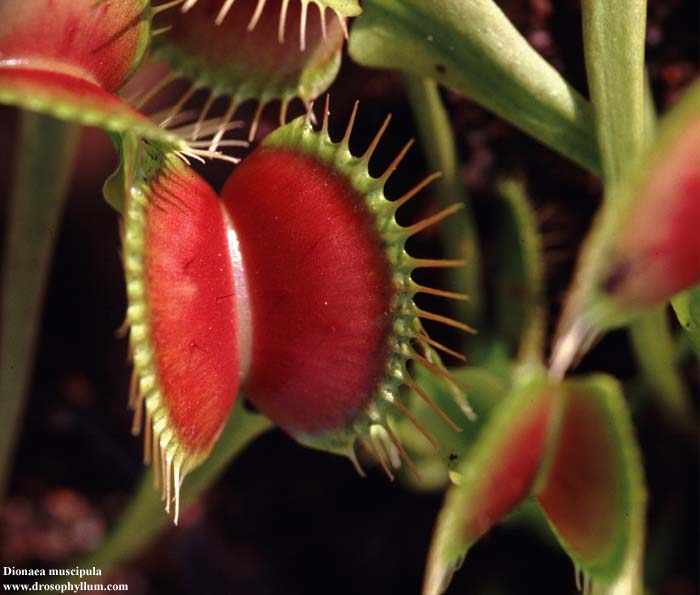 /dateien/uh28902,1158869893,dionaea02