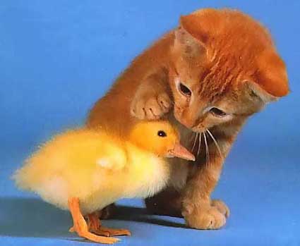 /dateien/uh28902,1160250663,f-Petting-Zoo-2575